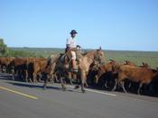 Ein Gaucho mit seiner Rinderherde in Rio Grande do Sul (Foto: Jelena Kaifenheim)