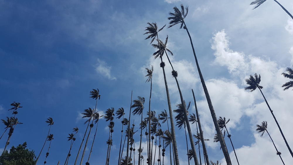 Valle de Cocora